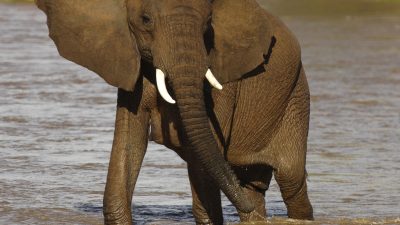 CPA-AfricaKenyaSafari-ElephantMarkComon1037